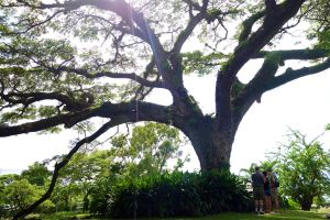 Rick, Andy, and Jackie take a moment to admire a lush and ancient tree on St. Kitts. 